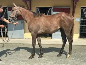 Yearling F 2023 par GALIWAY